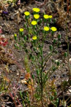 Image of Cleveland's desertdandelion