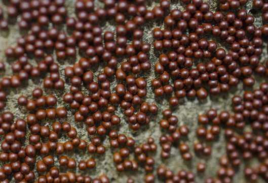 Image of Egg-shell Slime Mould