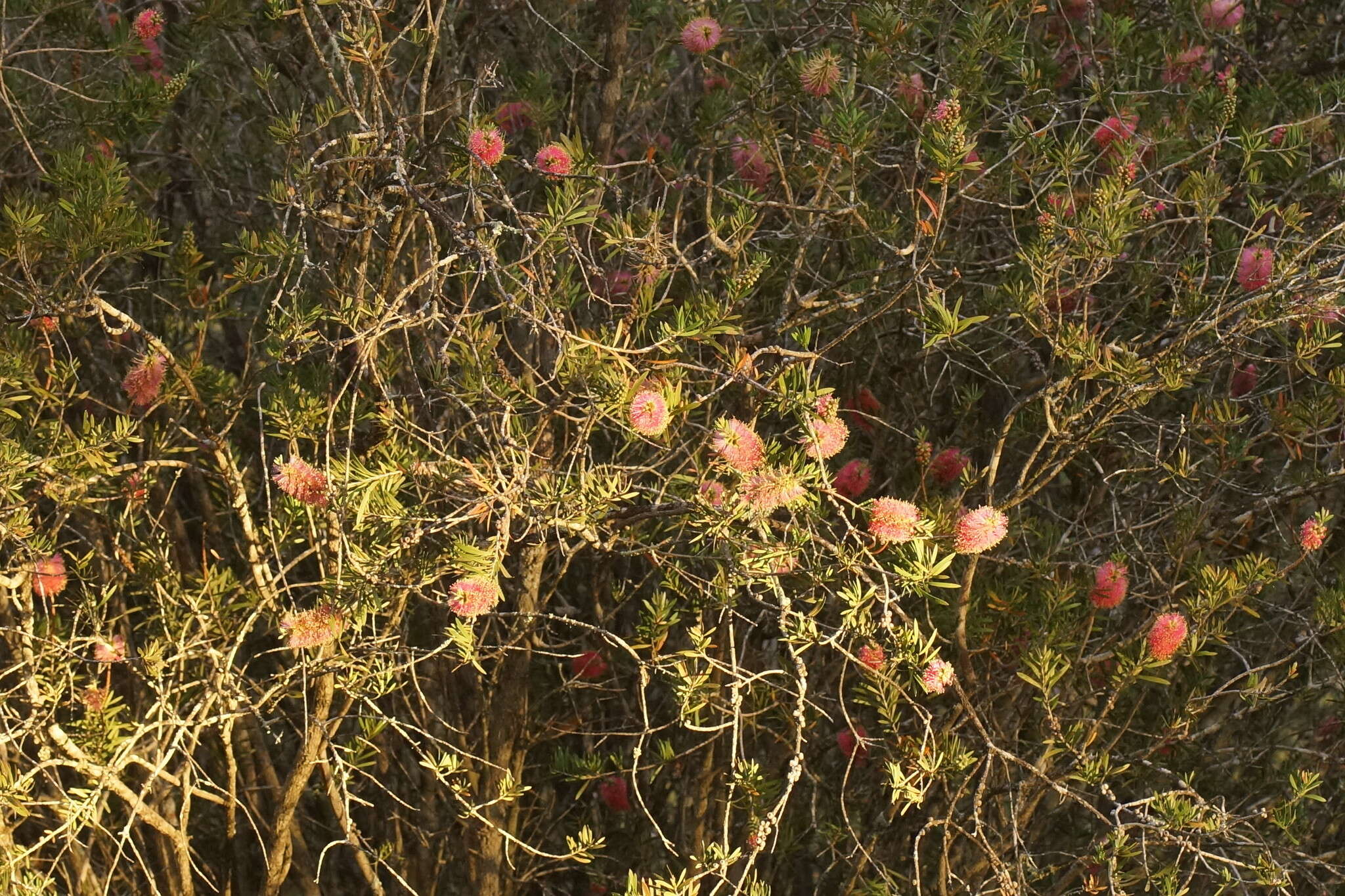 Imagem de Callistemon wimmerensis Marriott & G. W. Carr