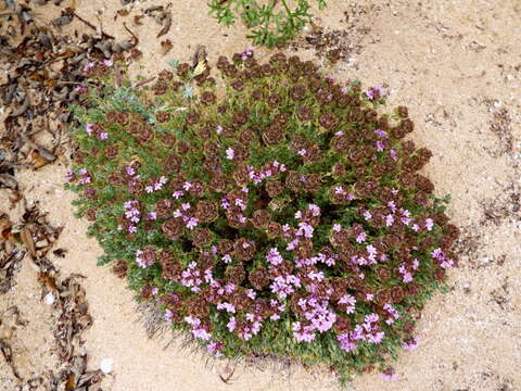 Image of Camphor Thyme