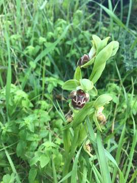 Image of Ophrys umbilicata subsp. flavomarginata (Renz) Faurh.