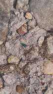 Image of Six Spotted Tiger Beetle