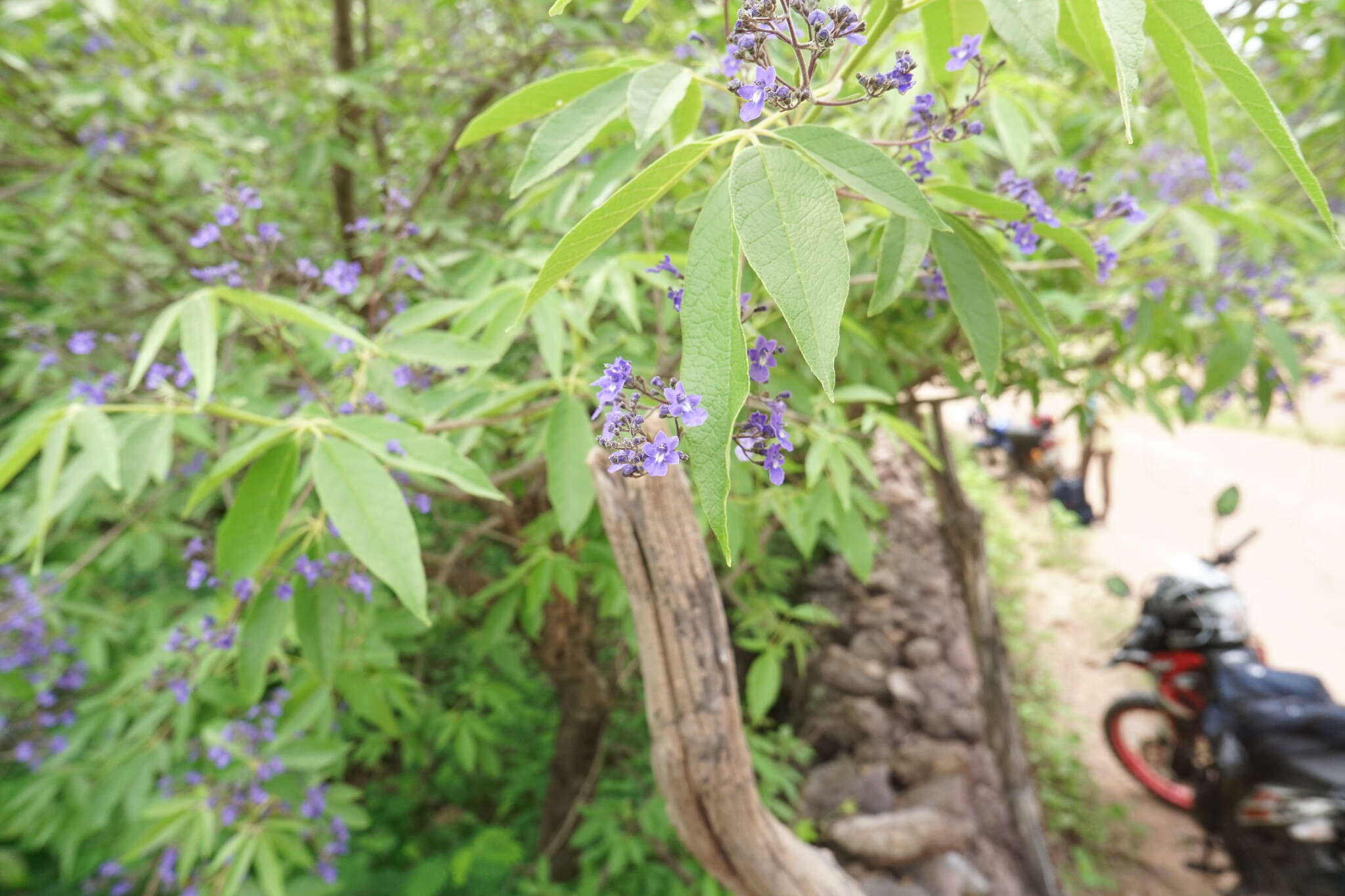 Image de Vitex pyramidata B. L. Rob.