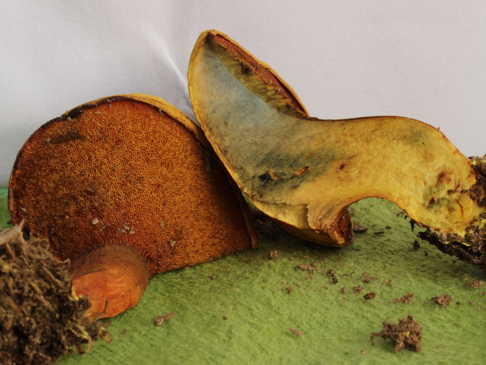 Image of Buchwaldoboletus hemichrysus (Berk. & M. A. Curtis) Pilát 1969