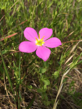 Image of Texas star