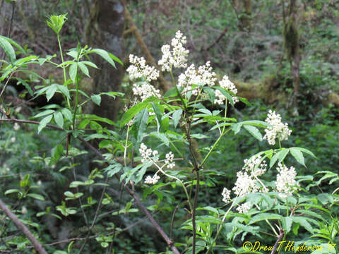 Image of red elderberry