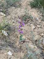 Image of Penstemon lentus var. lentus