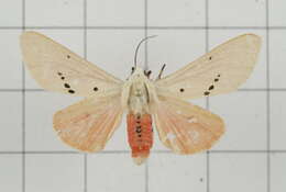 Image of Spilarctia subcarnea (Walker 1855)