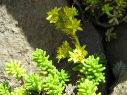 Plancia ëd Sedum ruwenzoriense E. G. Baker