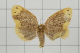 Image of Arna bipunctapex Hampson 1891