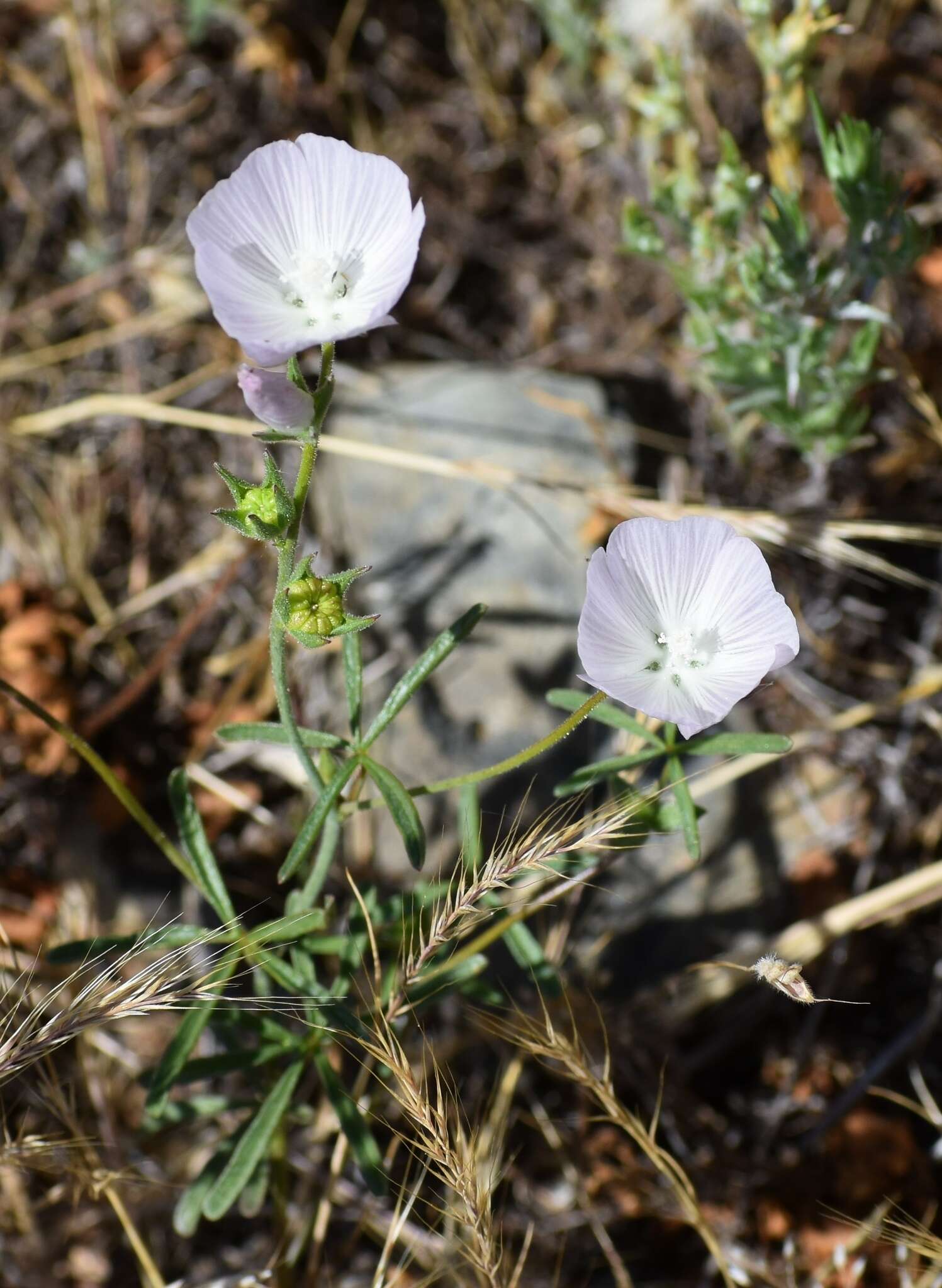 Image of annual checkerbloom