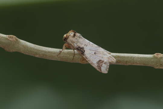 Sericochroa arecosa Druce 1898 resmi