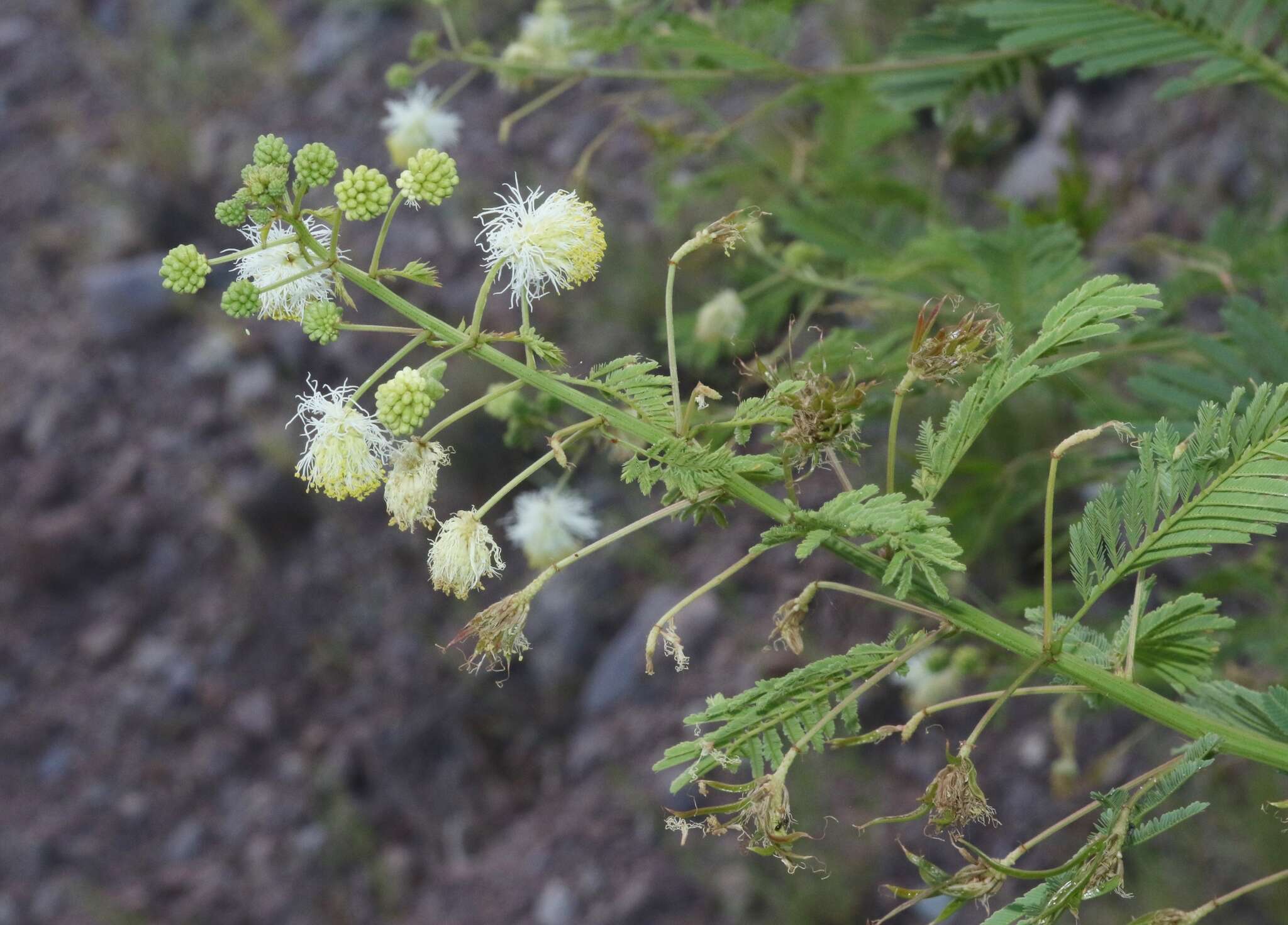 Слика од Desmanthus bicornutus S. Watson