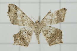 Image of Semiothisa emersaria Walker 1861