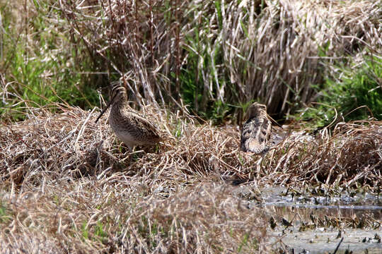 Imagem de Gallinago hardwickii (Gray & JE 1831)