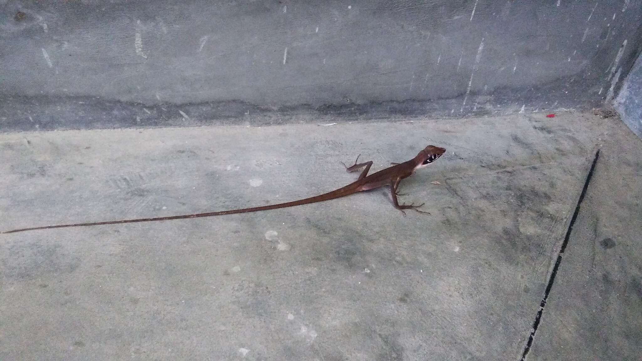 Image of Daniel's Forest Lizard