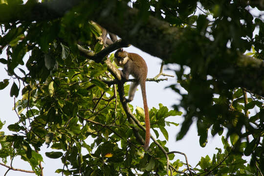 Cercopithecus ascanius (Audebert 1799) resmi