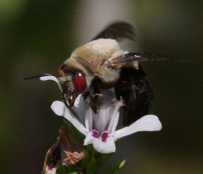 Plancia ëd Centris caesalpiniae Cockerell 1897