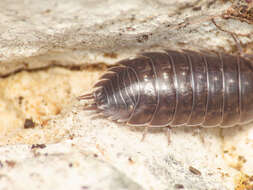 Image of Porcellio glaberrimus Verhoeff 1951