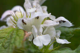 Image of Lamium album subsp. album