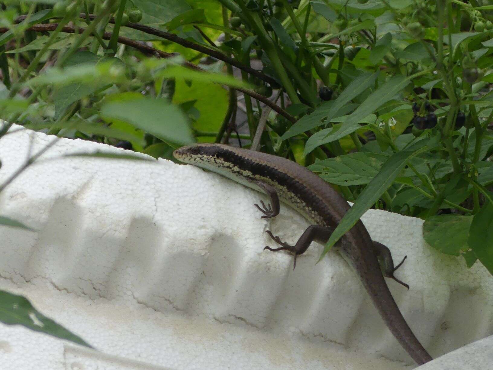 Image of Longtail Mabuya