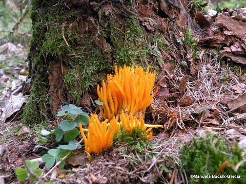 Imagem de Calocera viscosa (Pers.) Fr. 1821