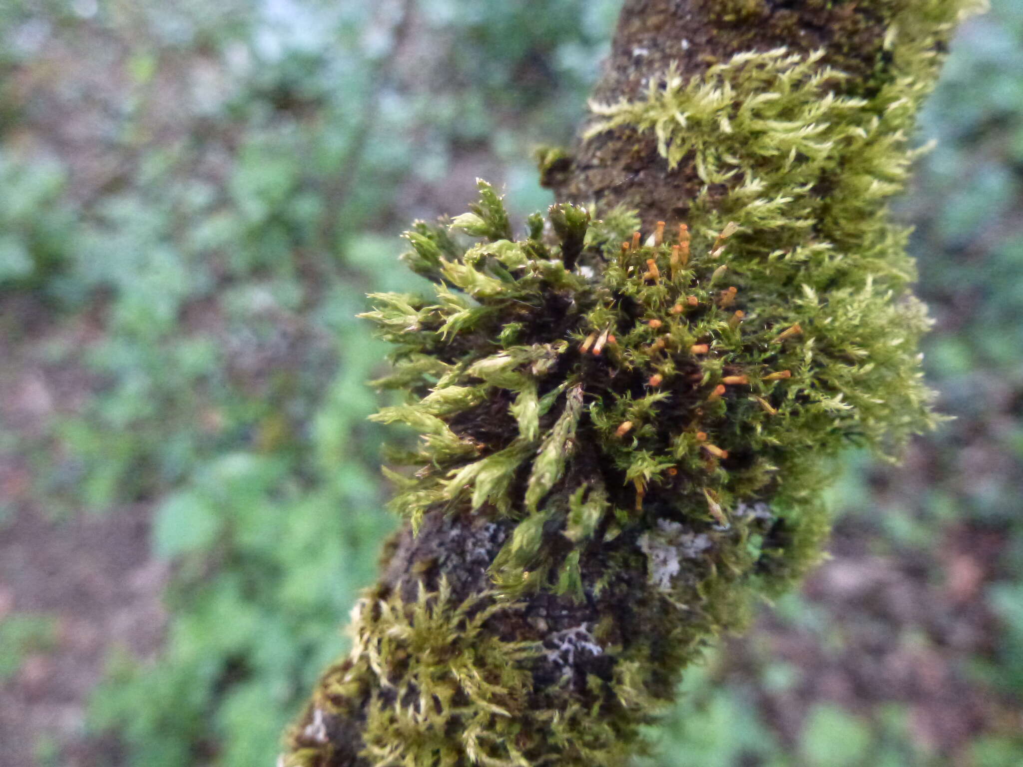 Image of orthotrichum moss