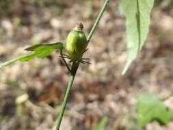 Image of Hibiscus citrinus P. A. Fryxell