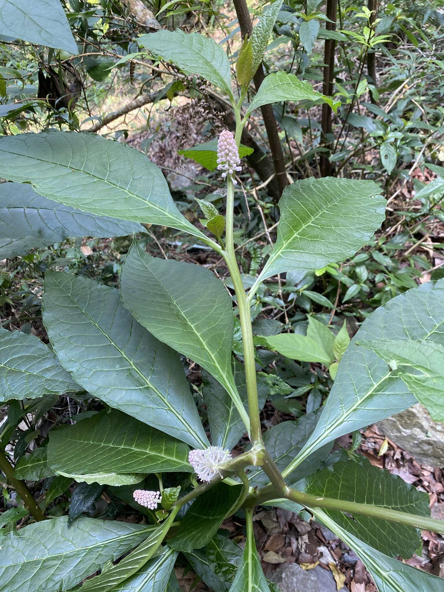 Image of Phytolacca japonica Makino