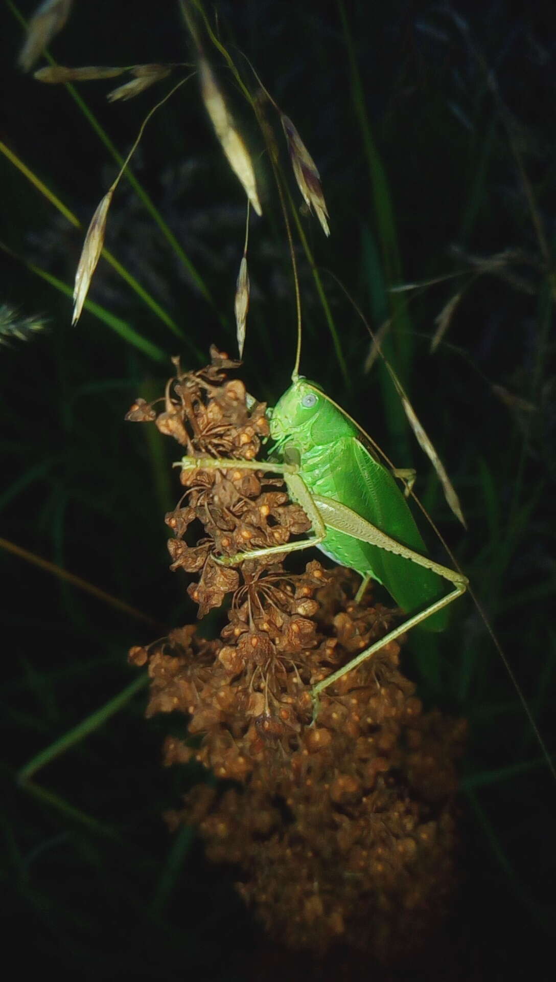 Sivun Tettigonia caudata caudata (Charpentier 1845) kuva