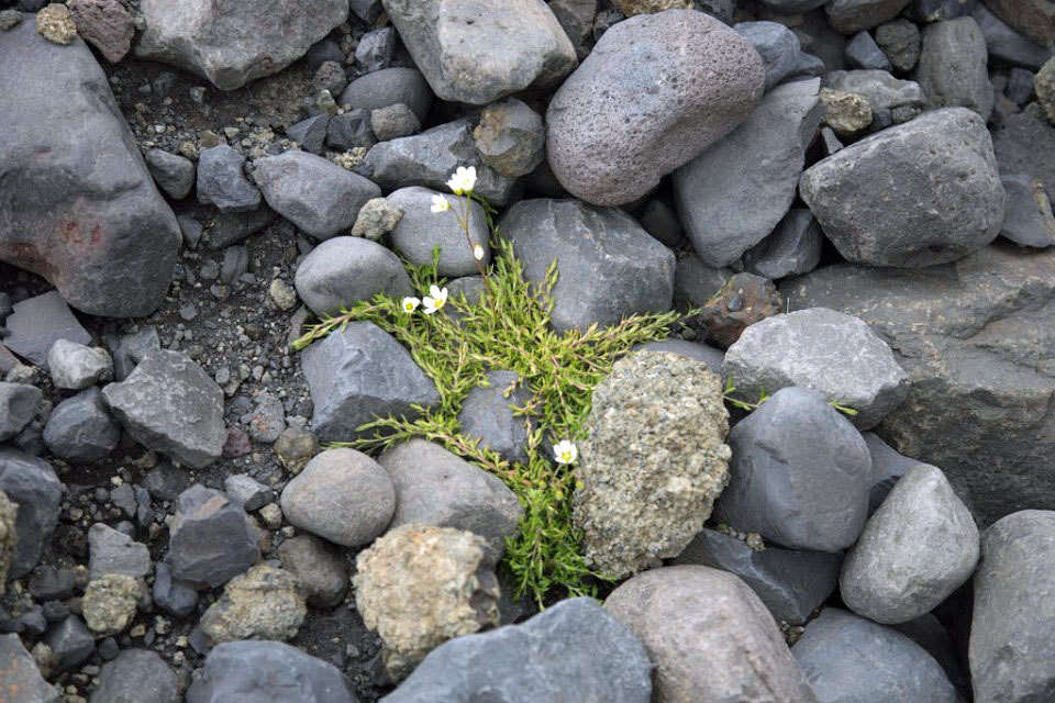 Image of Saxifraga hypnoides L.