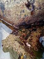 Image of red sea squirt