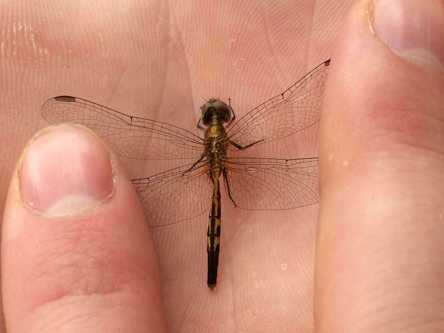 Image of Little Blue Dragonlet