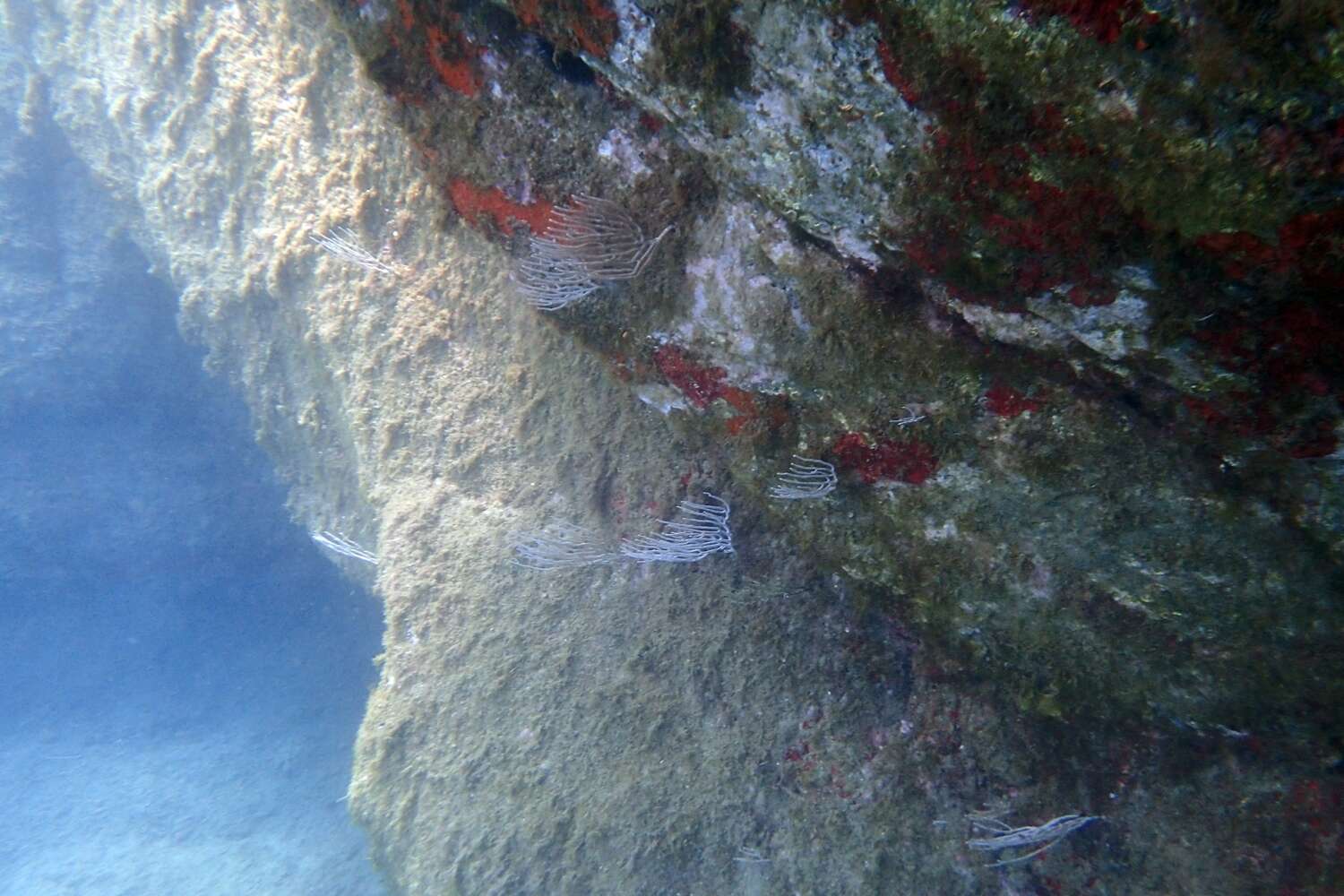 Image of white horny coral