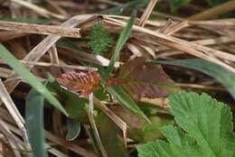 Image of Oregon Crab Apple