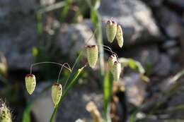 Image of big quakinggrass