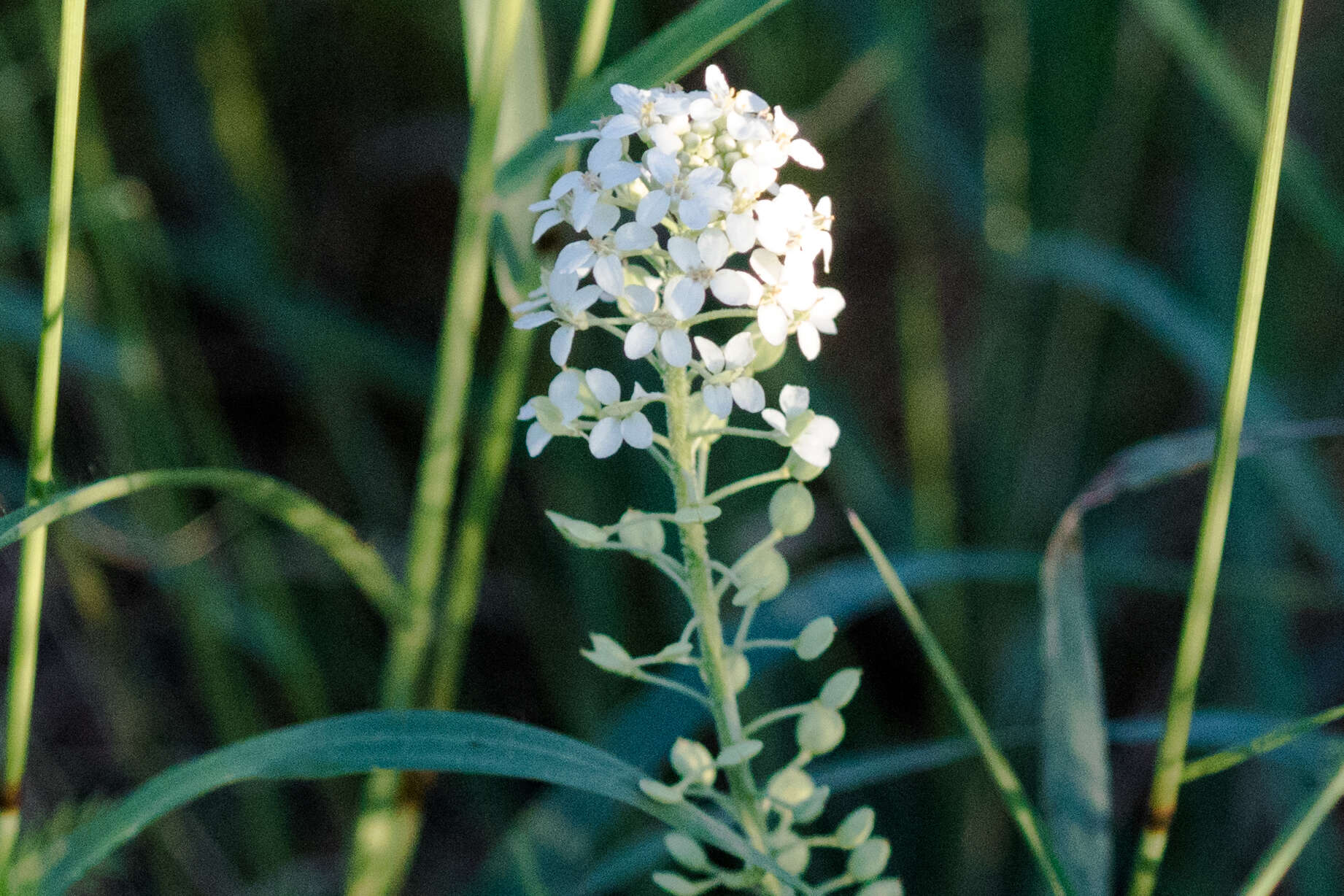 Image of peppergrass