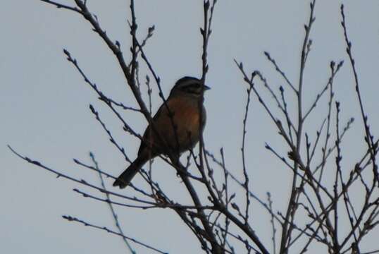 Image of European Rock Bunting