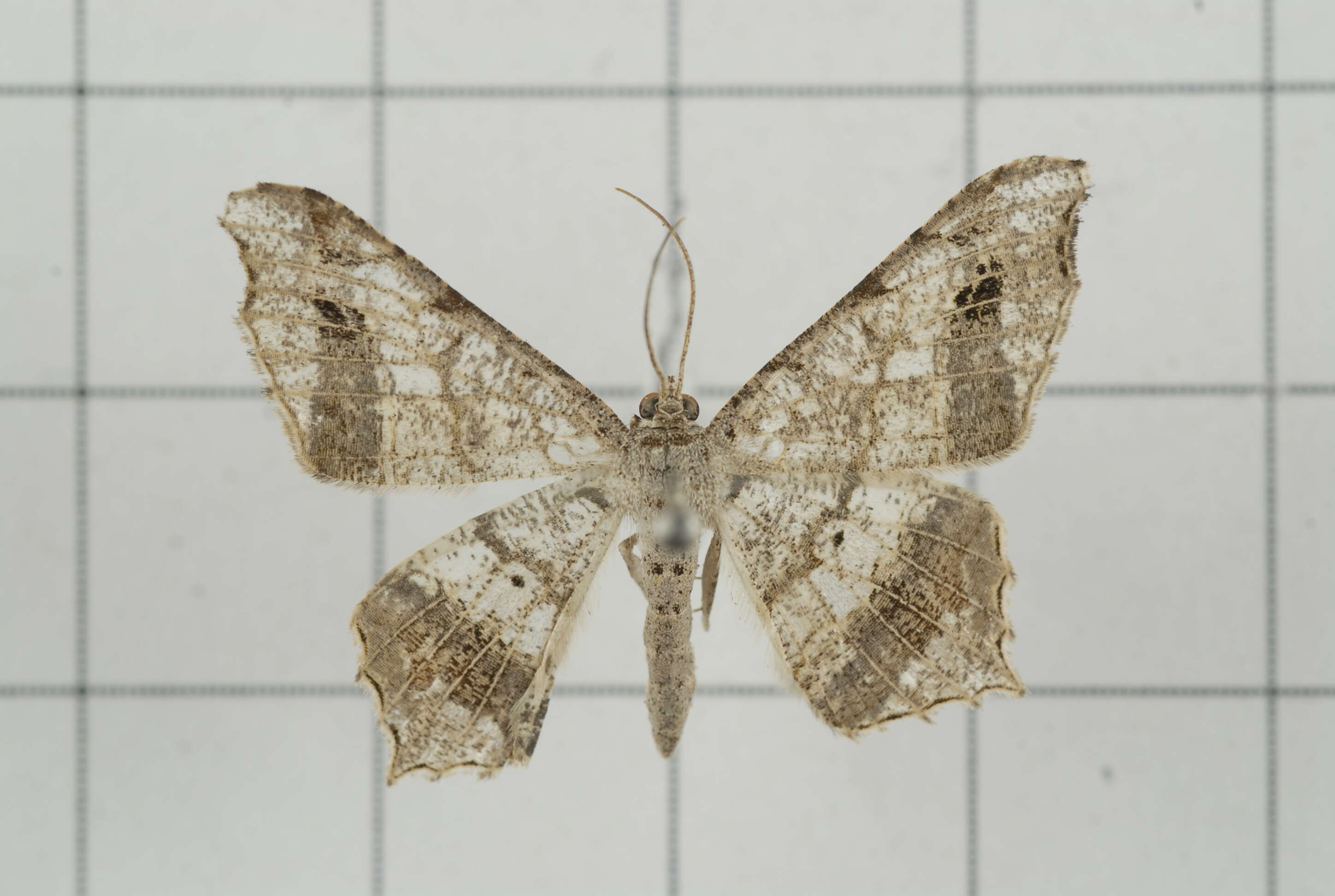 Image of Semiothisa emersaria Walker 1861