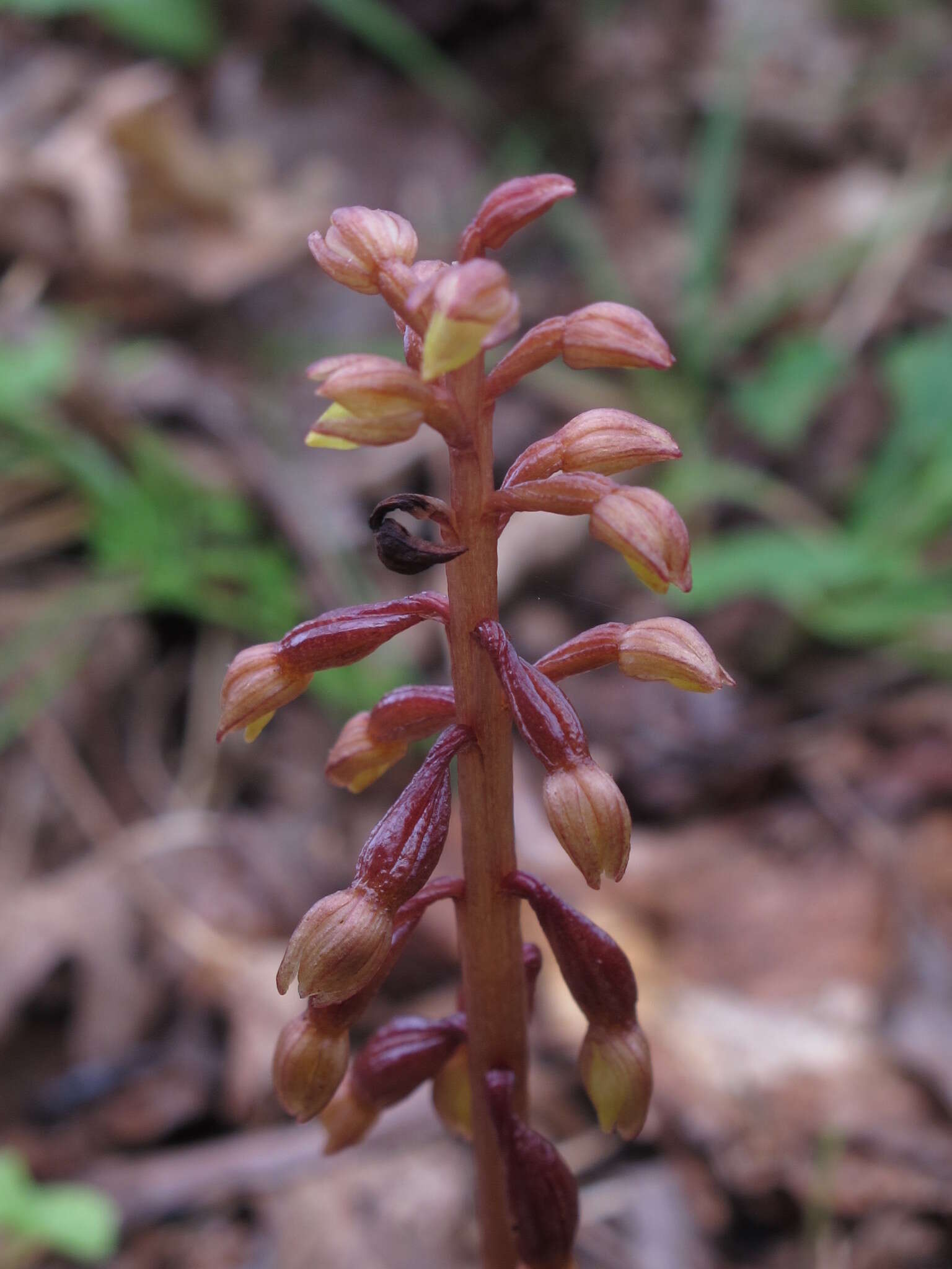 Image of Bentley's coralroot