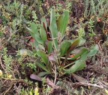 Imagem de Limonium californicum (Boiss.) Heller