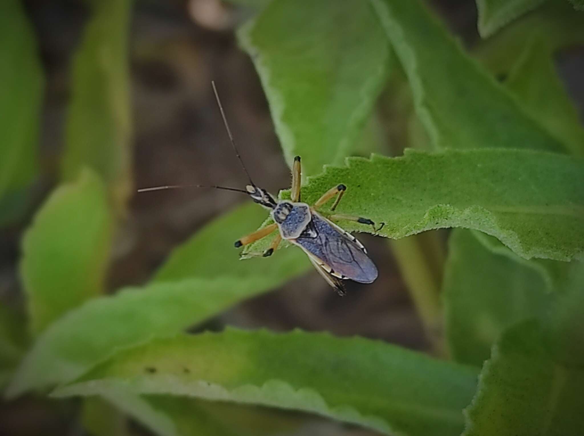 Plancia ëd Rhynocoris bipustulatus (Fieber 1861)