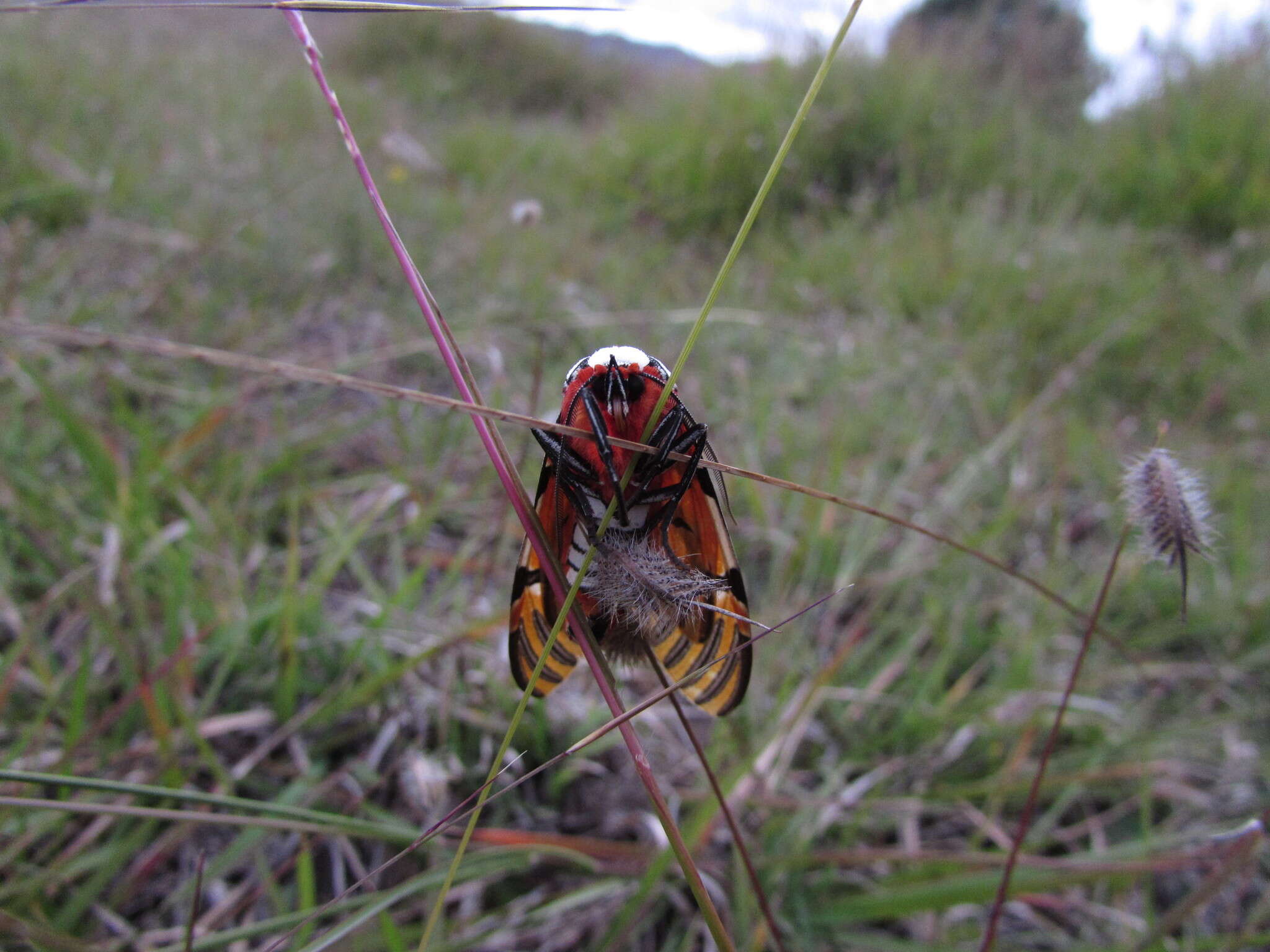 صورة Anaxita decorata Walker 1855