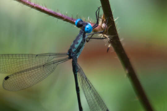 Image de Lestes praemorsus Hagen ex Selys 1862