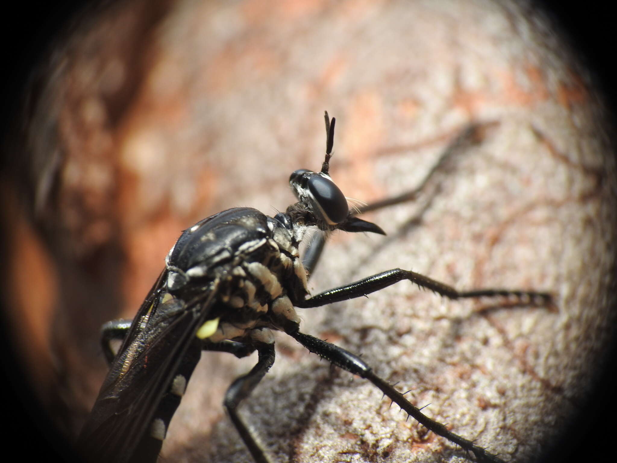 Image de Chryseutria nigrina Hardy 1928