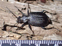 Image of Calosoma (Ctenosta) senegalense Dejean 1831