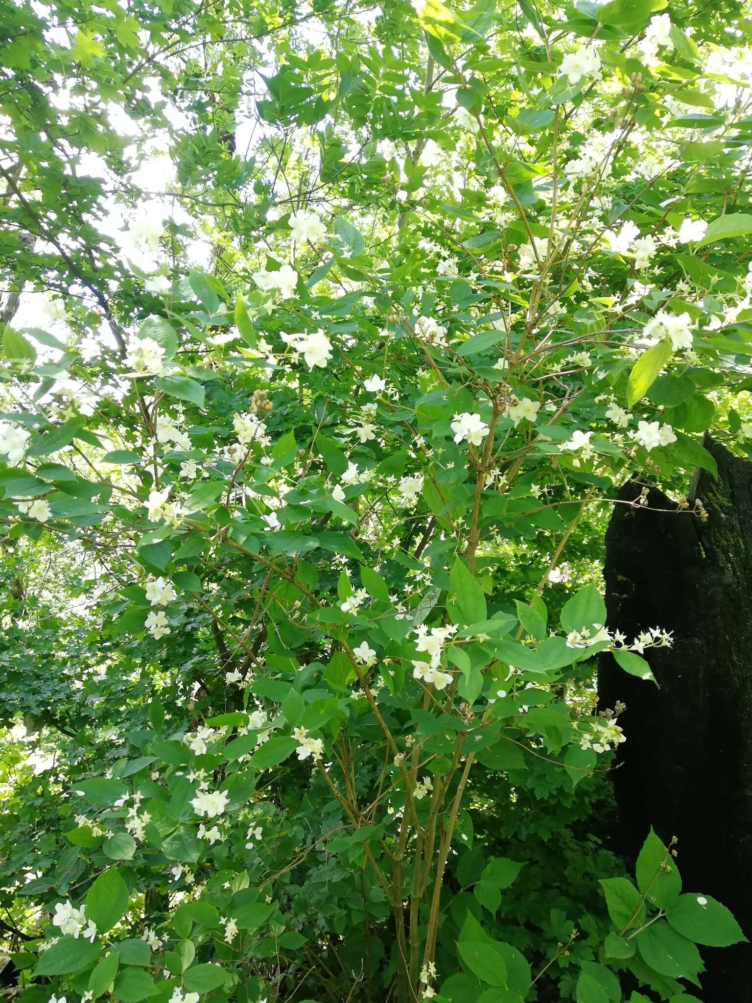 Image of golden mock orange