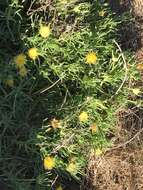 Image of narrow-leaved iceplant