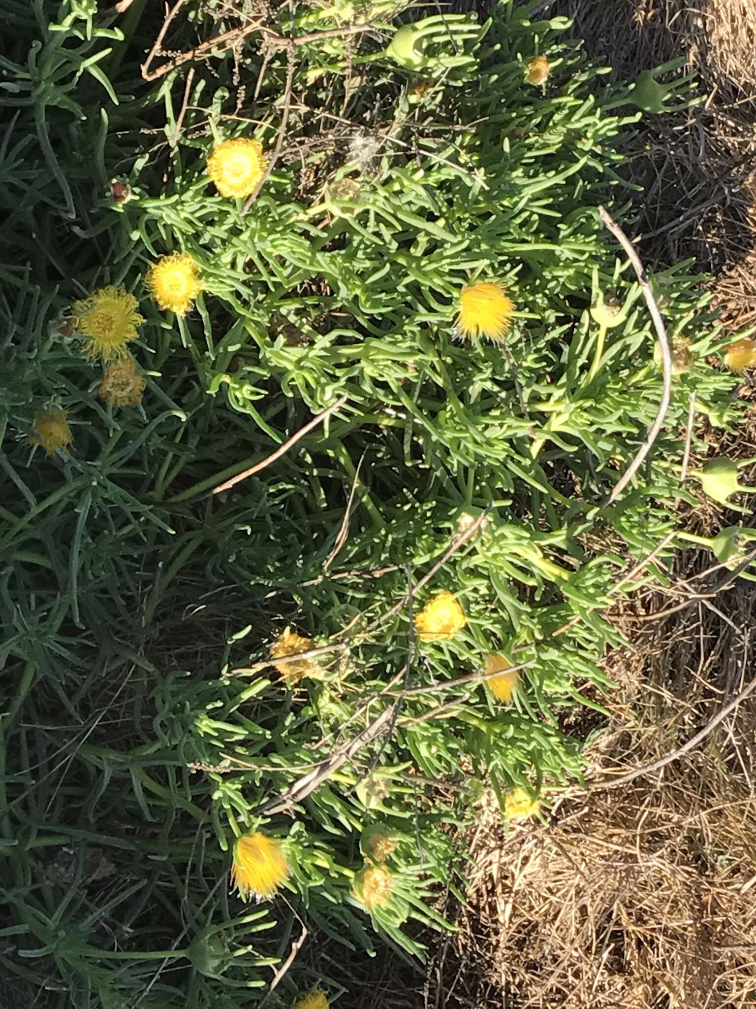 Image of narrow-leaved iceplant