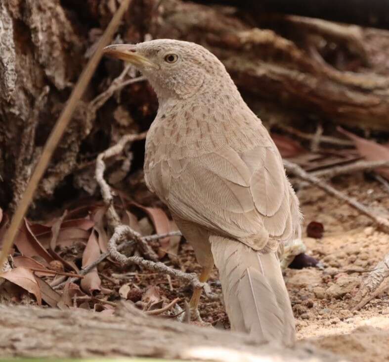 Image of Arabian Babbler